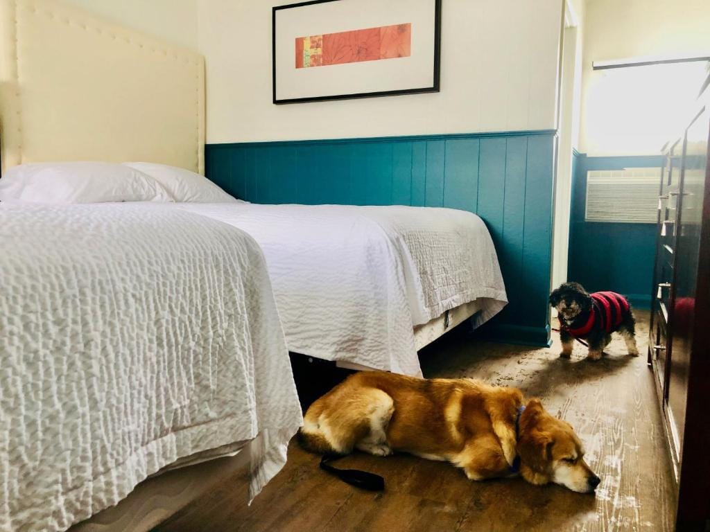 Two dogs relaxing in a pet-friendly room at The Voy