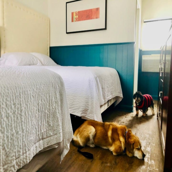 Deluxe Double Queen room with two resident dogs