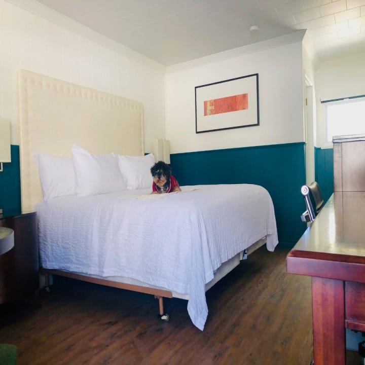 Deluxe King room, pet friendly